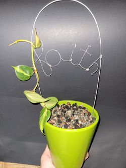 Handmade Houseplant Trellis