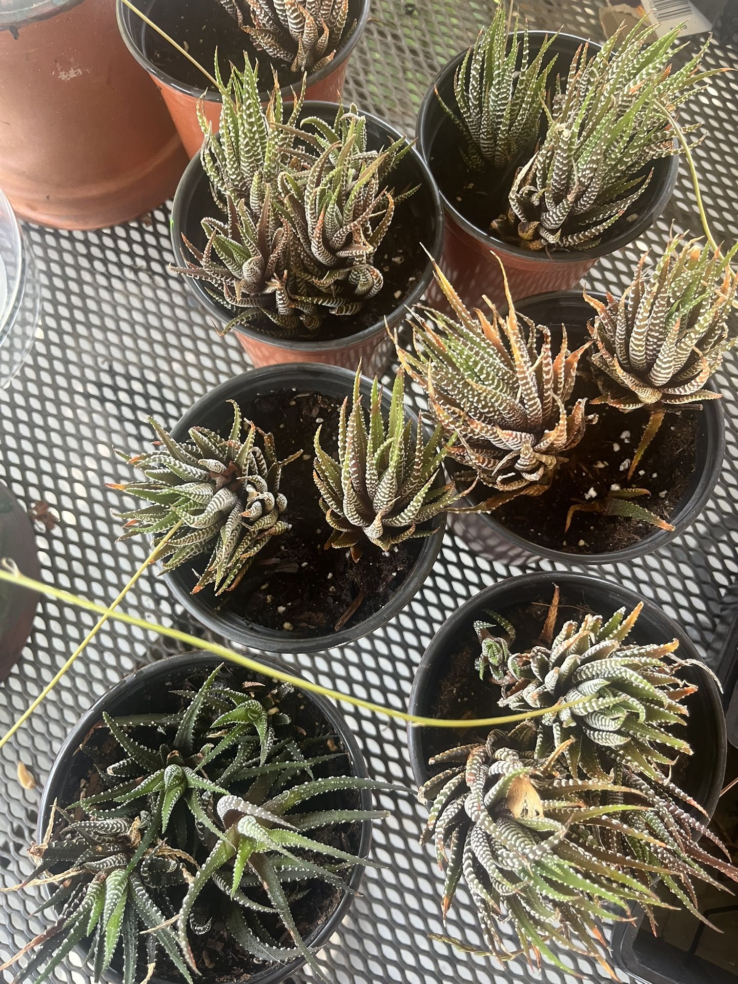 Zebra Haworthia Succulents
