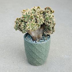 Succulents plants 🪴 