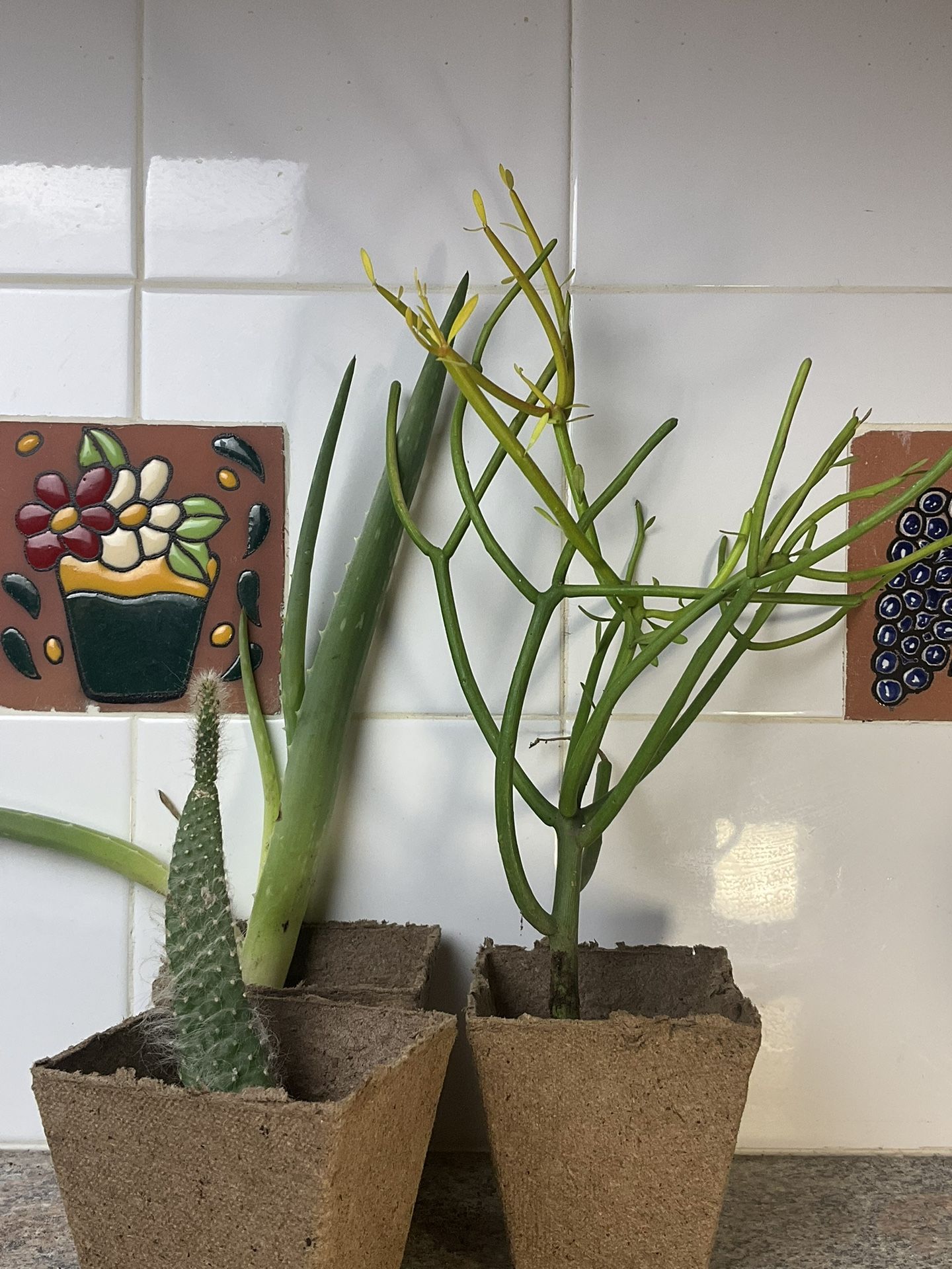 Plants X 3 And Tools 35ave/Glendale