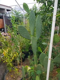 Nopal Comestible