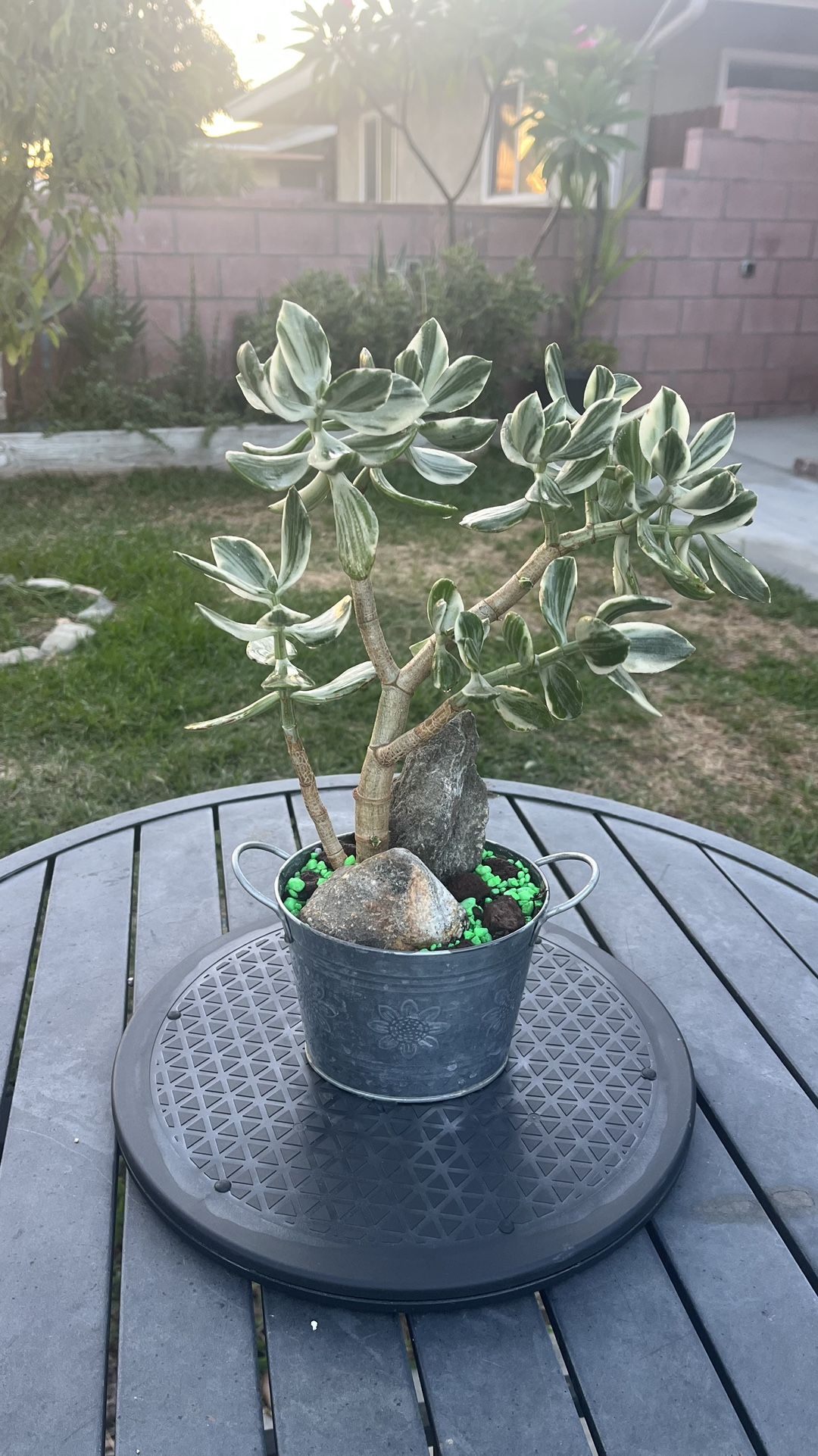 Very Healthy Tricolor Jade In Metal Vase 