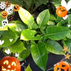 🌟🌿 Green Congo Plants 7gl $25