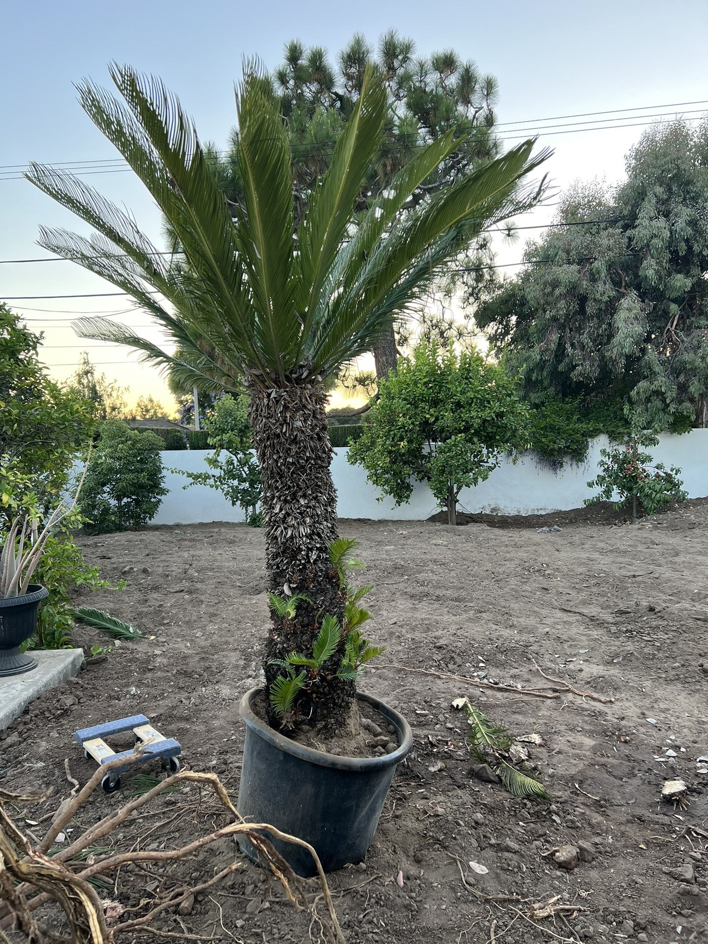 6ft Sago Palm Tree