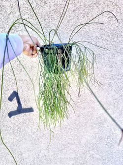 Rhipsalis burchellii