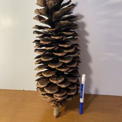 Gigantic Cone Pine