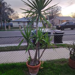 Yucca Tree Plant