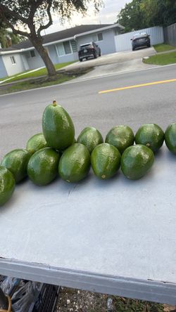 Avocados