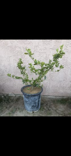 Limon Mexicano