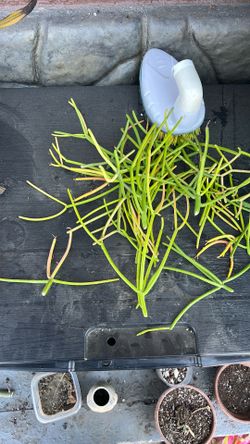 Fire stick cactus cuttings
