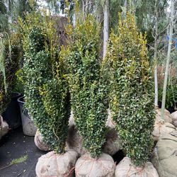 Graham Blandy Columnar Boxwood Plants 