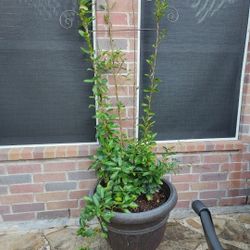 REAL PLANTS LOCATED IN WYLIE 75 EACH