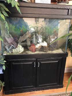100 Gallon Fish Tank