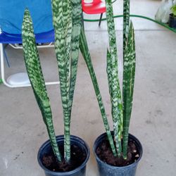 espada de rey a $16 cada una