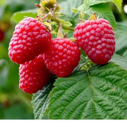 Raspberry Seedling Plant In 1 Gallon Pot