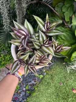 Live plant in grey ceramic pot