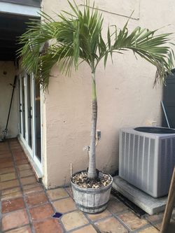 Christmas Palm Tree