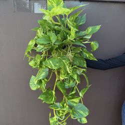 Xl Patricio Pothos In 6” Pot 