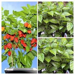 Insanely Hot Carolina Reaper Spicy 🌶️ Peppers Chili Pepper Veggie Vegetable Garden Live Plants Insanely Hot Carolina Reaper Spicy 🌶️ Peppers Chili P
