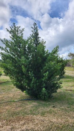 Huge Podocarpus Different Size And Prices Available Field Grown Podocarpus Instant Privacy Plants Green Fencing Privacy Hedges 