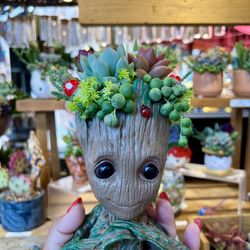 Groot Succulent Arrangement 