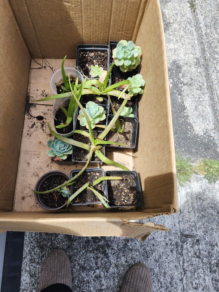 PLANTS