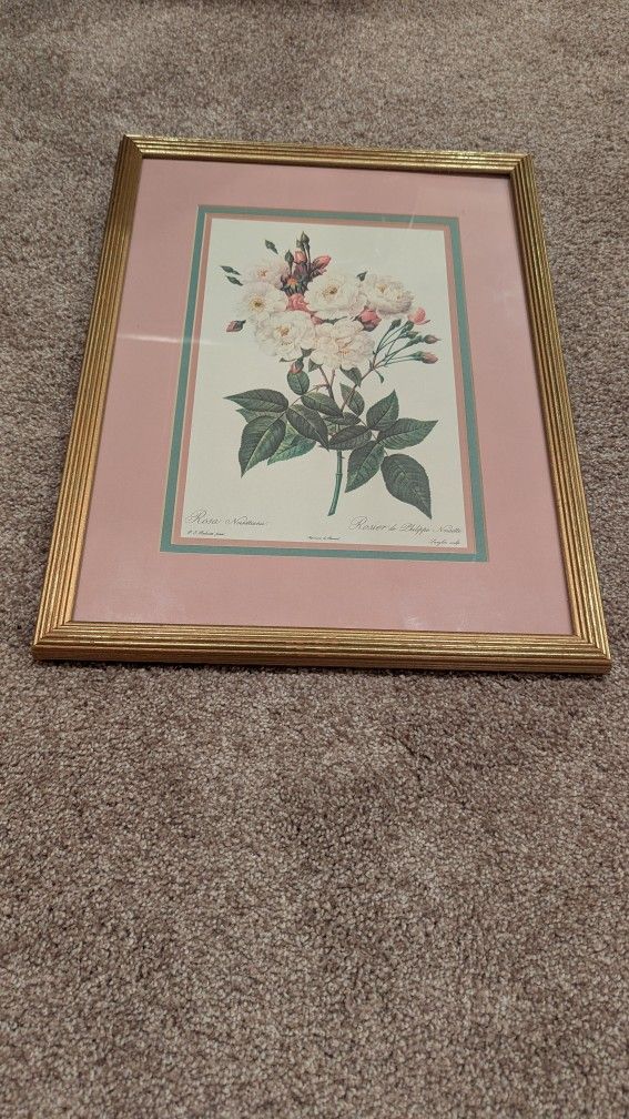 Framed Rosa Noisettiana Lithograph
