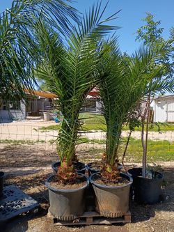 24 Gallon Pineapple Palms 