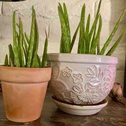 Small Potted Aloe Vera Plant