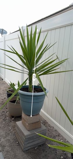 Spineless Yucca Plant