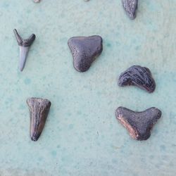 Shark Teeth 