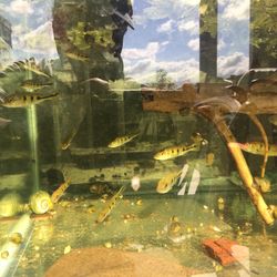 Peacock Bass Aquarium Decorations 