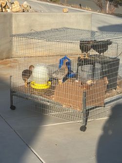 Extra Large Chicken, Chinchilla,Rabbit Ferret or Gerbil Cage