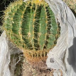 2 Bisnagas Y Una Chiquita Por $150