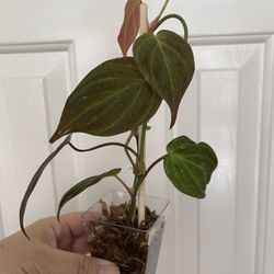 Philodendron Micans Plant