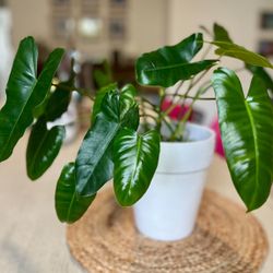 Philodendron Real Plant In Ceramic Pot 🪴 