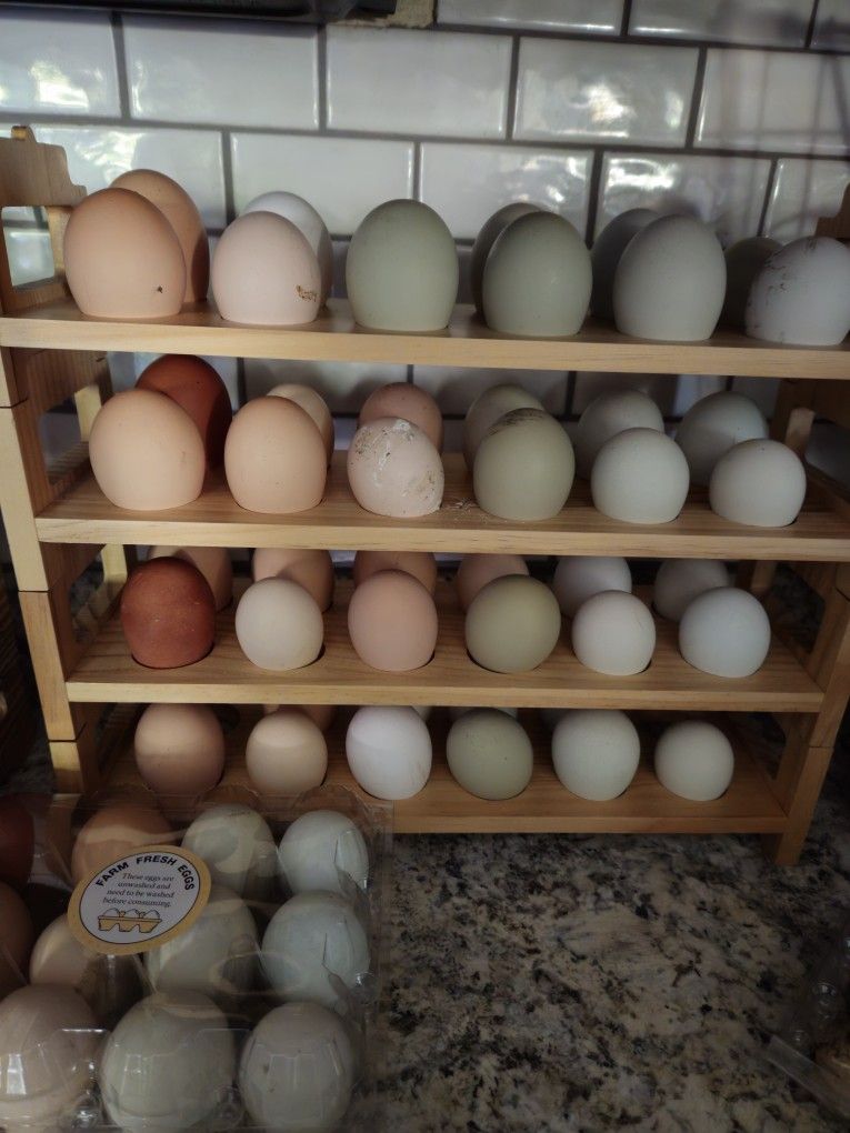 Fresh Eggs 
