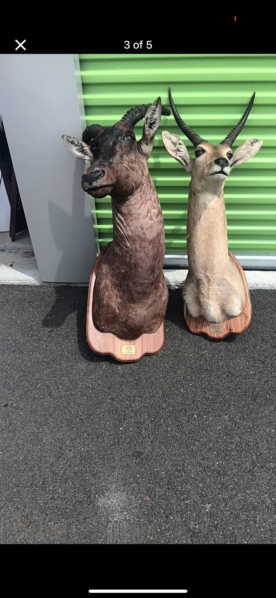 Head Collectibles