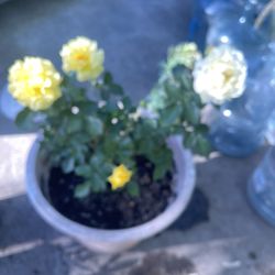 Yellow Rose Plant