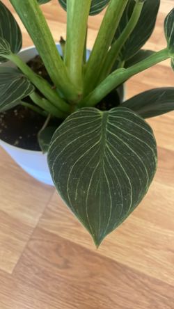 Philodendron Birkin