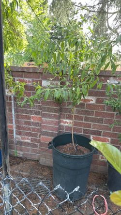 Peach tree 5 foot tall