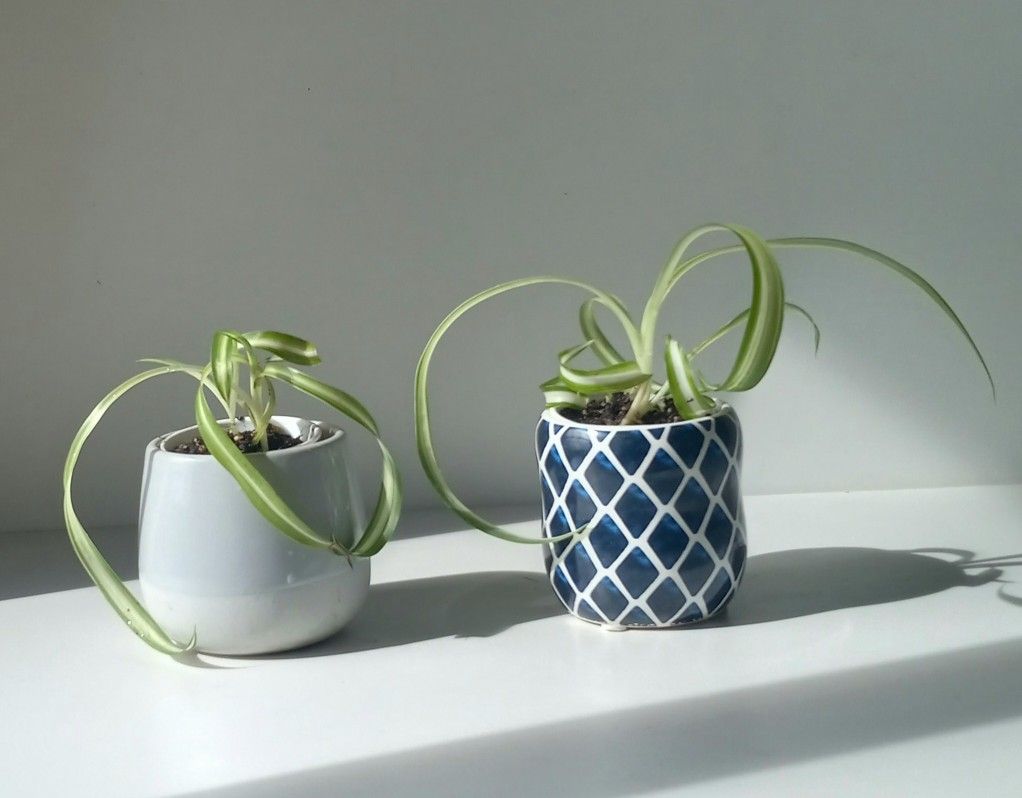 Trendy Lush Curly Variegated Spider Plant Bonnie/ Indoor Plant/ House Plant Flower Patio Garden
