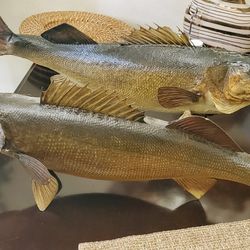 Walleye Fish Mounts