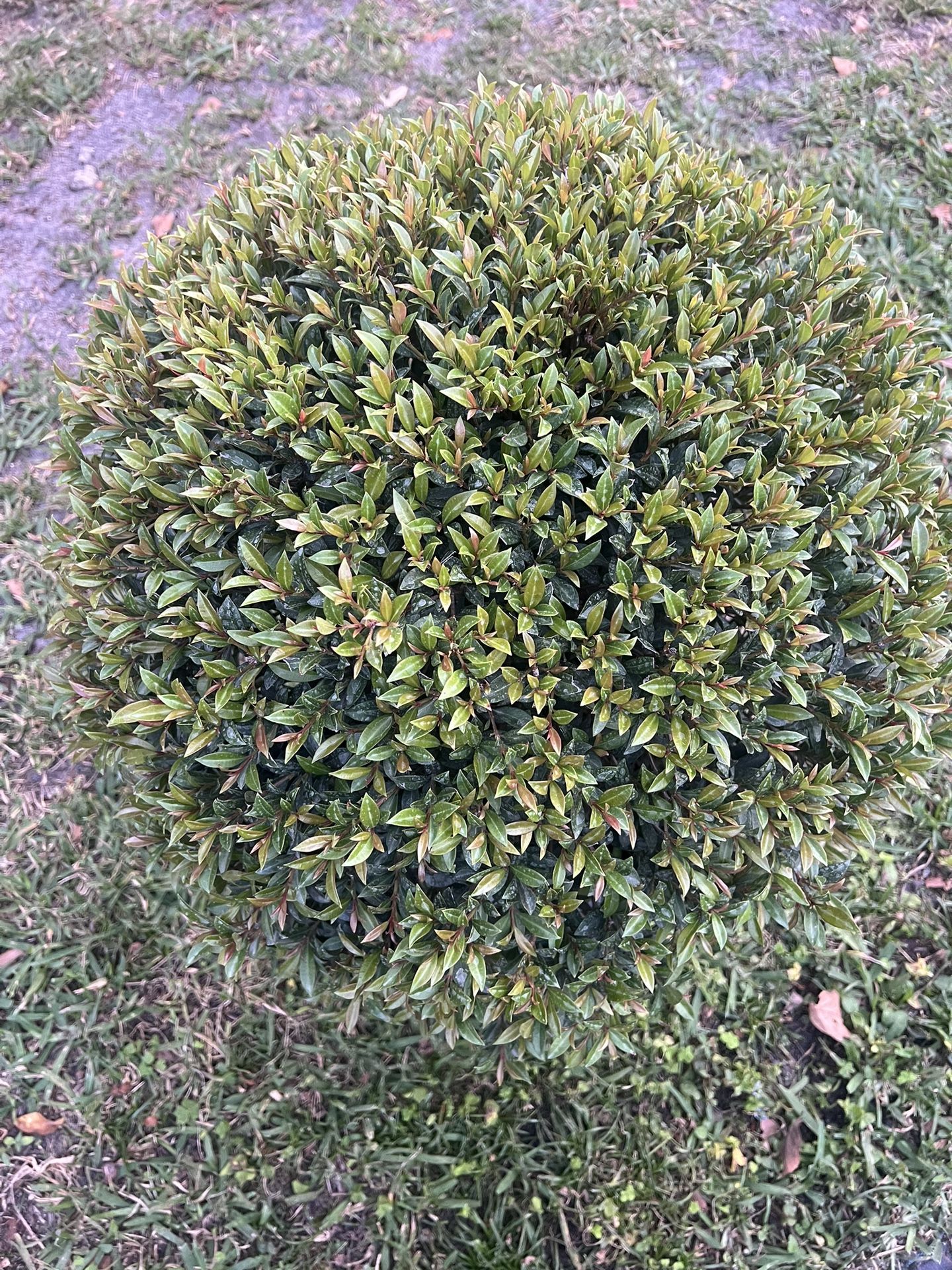 EUGENIA TOPIARY GLOBE ( 7 Gallon Pot) Add Formal Touch To Porch, Patio & Garden Home & Garden