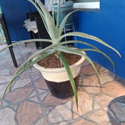Large  Aloe Vera Plant 