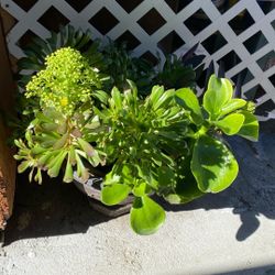 la Planta está hermosa son tres diferentes y juntas alli puedes ver lo que mide