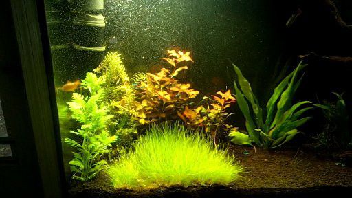 Aquarium planted tank