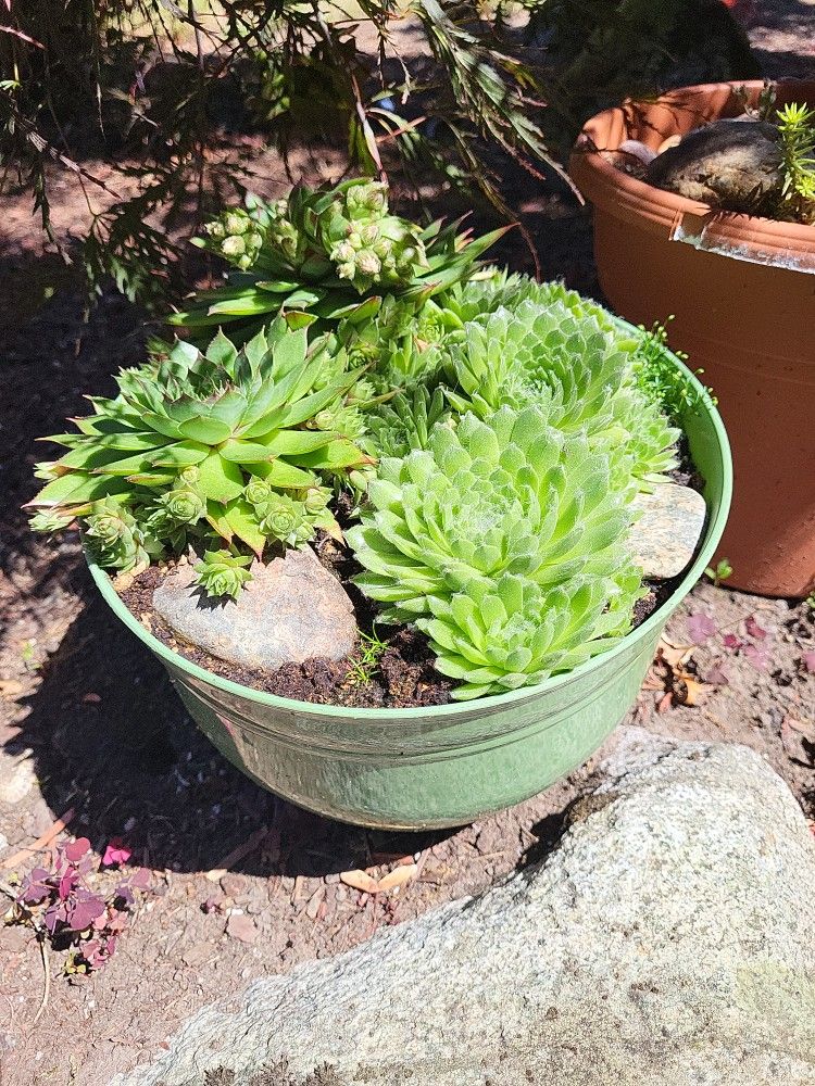 Succulent Planters