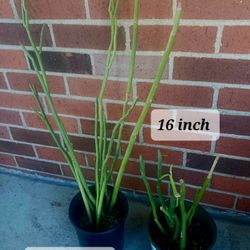 Succulent cactus ( Lady slippers) 2 sizes available see below for prices