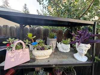 Many Succulents